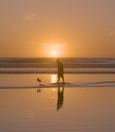 Person walking on a beach at sunset with a dog and a toy.